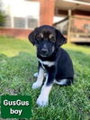 Gusgus