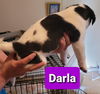 Darla