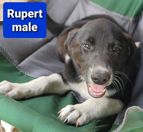 Rupert