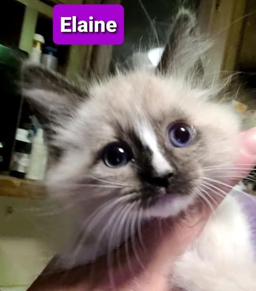 Elaine