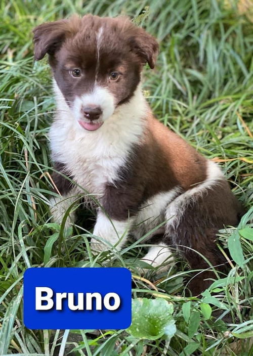 Bruno