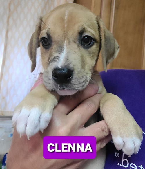 Clenna