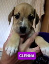 Clenna