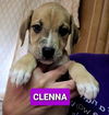 Clenna