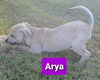 Arya