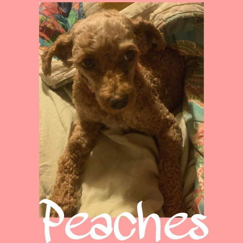 Peaches