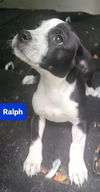 Ralph