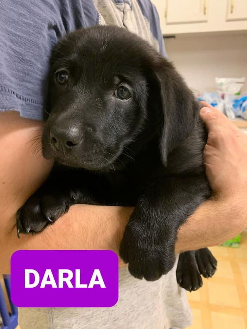 Darla