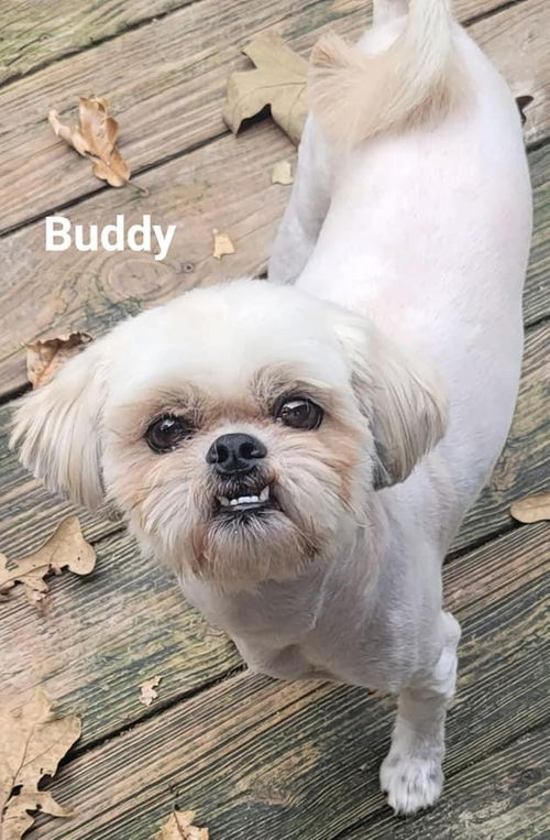 Buddy*Bonded with Boosy