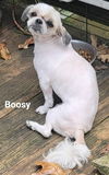 Buddy*Bonded with Boosy