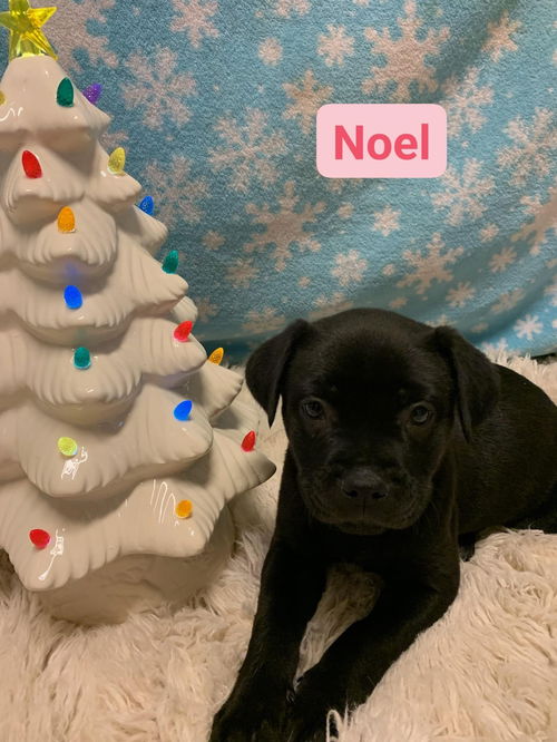 Noel