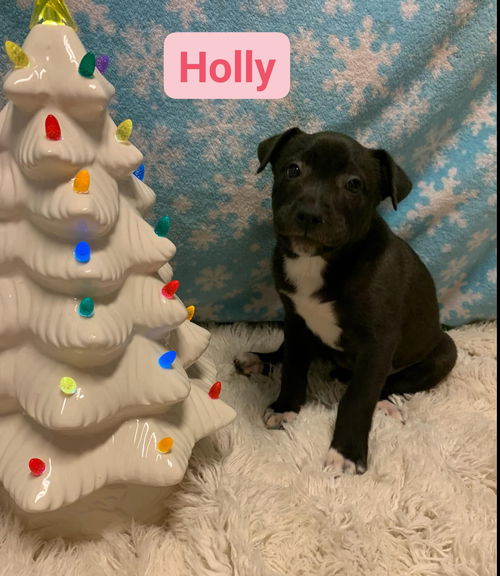 Holly