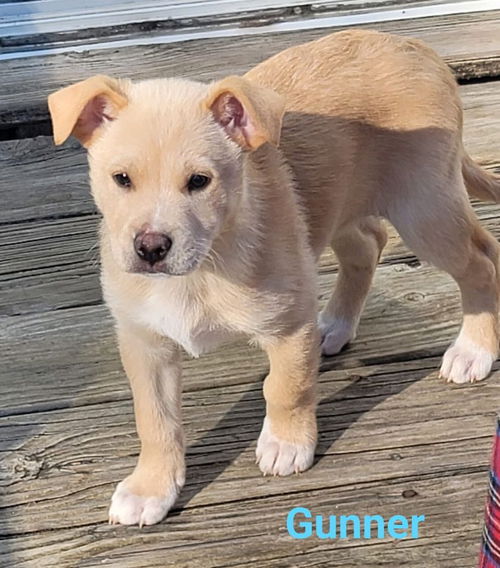 Gunner *Pending adoption