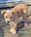 Gunner *Pending adoption