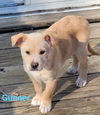 Gunner *Pending adoption