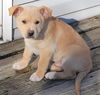 Gunner *Pending adoption