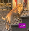 Lizzy *Adoption Pending