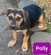 Polly