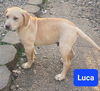 Luca