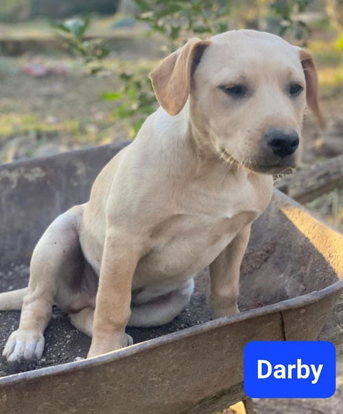 Darby **Adoption pending