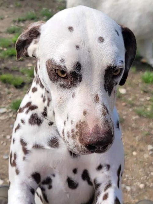 Pongo