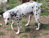 Pongo