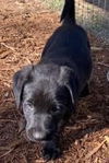 Willie**adoption pending