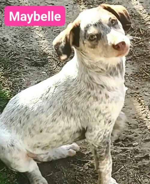 Maybelle