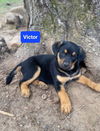 Victor