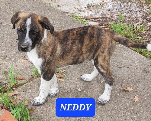 Neddy