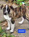 Neddy