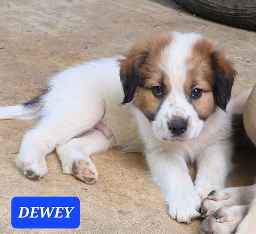 Dewey