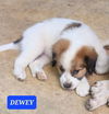 Dewey