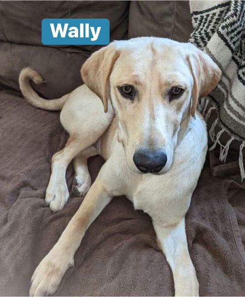 Wally