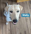 Wally