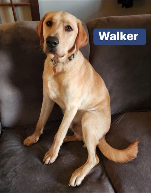 Walker