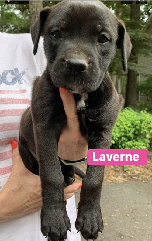 Laverne