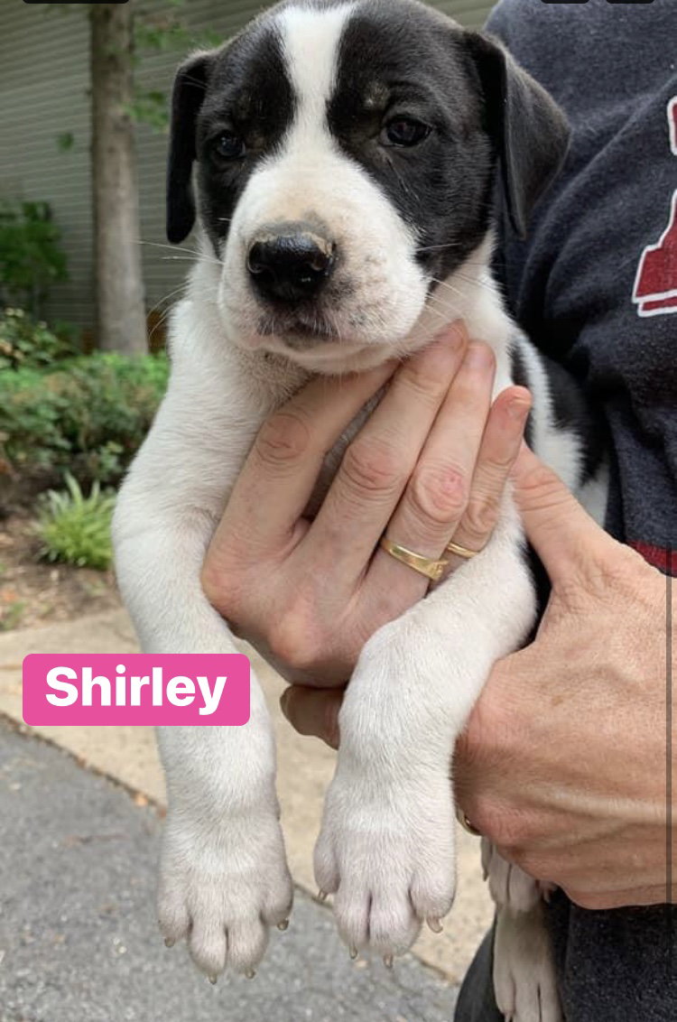 Shirley's  Page