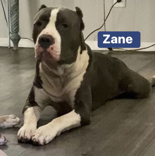 Zane