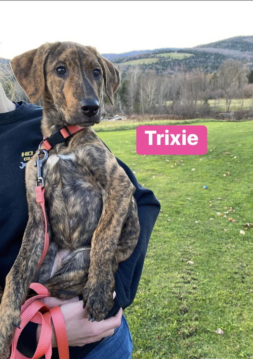 Trixie