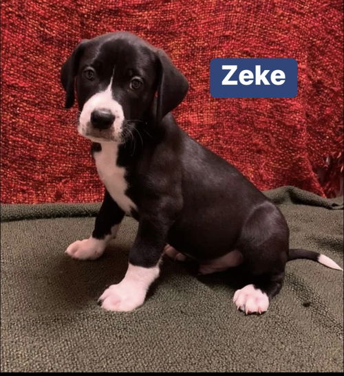 Zeke