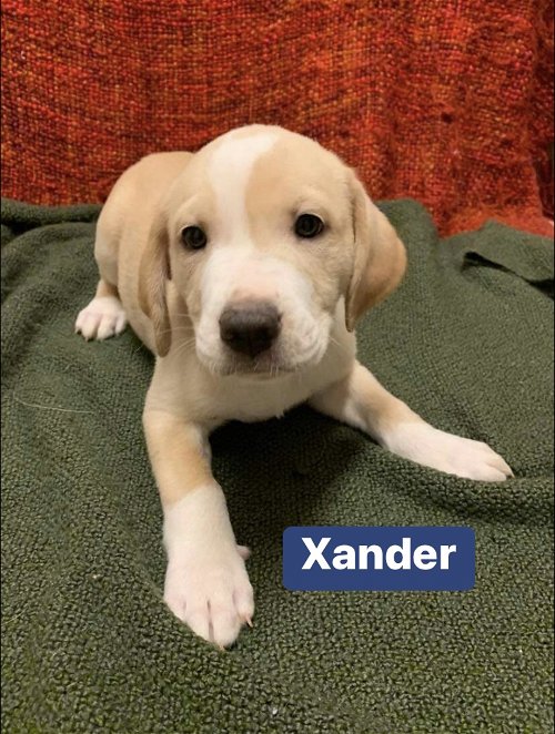 Xander *adoption pending
