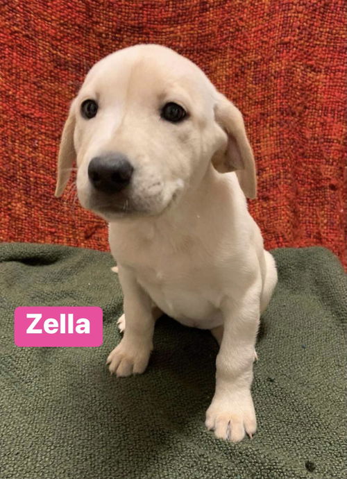 Zella *Adoption Pending