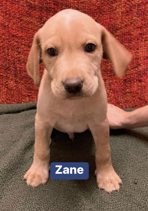 Zane