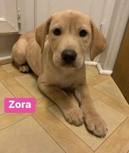 Zora (adoption pending)