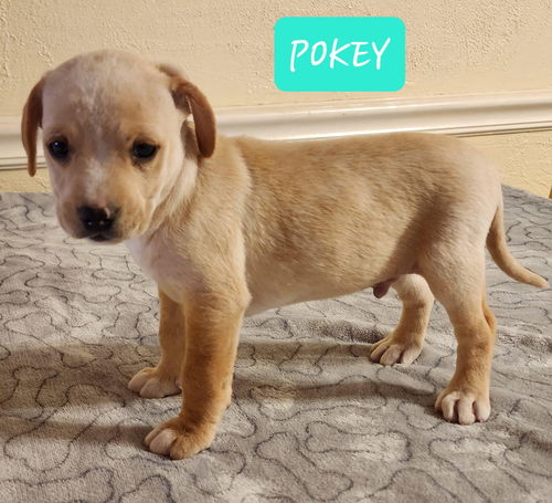 Pokey