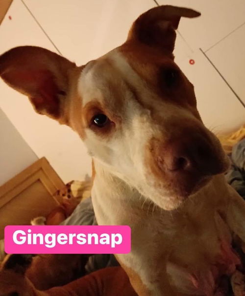 Gingersnap- fostered in VT