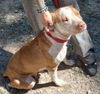 Gingersnap- fostered in VT