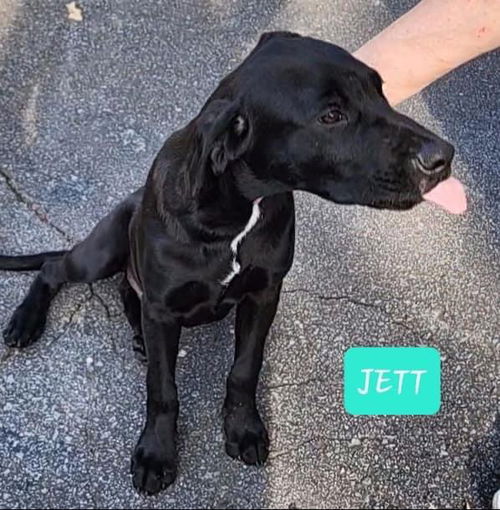 Jett