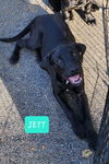 Jett